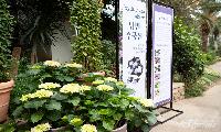 도심에 핀 수국의 낭만, 서울식물원 ‘낭만수국전’